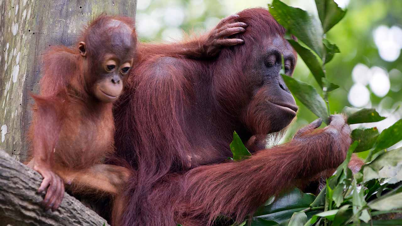 mother and baby orangutan