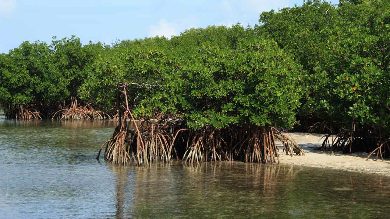 trees-roots-in-water-rhizophora-mangle